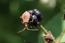 Lederwanze (Coreus marginatus) in einem sp�ten Nymphenstadium am 16.7.2010 bei Muggensturm.