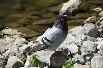 Haustaube am 16.7.2010 in Muggensturm. Die Taube scheint einen Tumor am Hals zu haben,