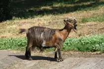 Afrikanische Zwergziege am 16.7.2010 in Muggensturm.