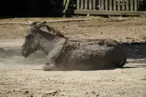 Hausesel am 16.7.2010 in Muggensturm.