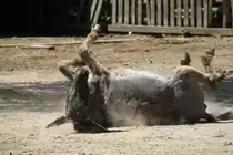 Hausesel am 16.7.2010 in Muggensturm.