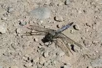 Plattbauch (Libellula depressa) am 18.7.2010 am Rhein bei Rust.