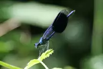 M�nnchen einer Geb�nderten Prachtlibelle (Calopteryx splendens) am 18.7.2010 am Rhein bei Rust.