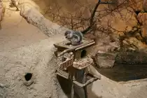 Die Antilopenziesel (Ammospermophilus) Piff und Puff im Skansen Aquarium am 13.12.2008. Piff und Puff ist der schwedische Name f�r Disneys Chip und Chap.