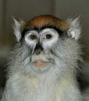 Husarenaffe (Erythrocebus patas) im Tierpark Berlin.