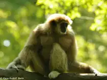 Wei�handgibbon (Hylobates lar) im Tierpark Cottbus.