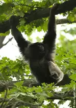 Borneo-Gibbon (Hylobates muelleri) im Tierpark Cottbus.