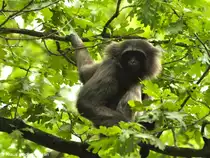 Borneo-Gibbon (Hylobates muelleri) im Tierpark Cottbus.
