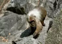B�renmakak (Macaca arctoides) im Zoologischen Garten Berlin.