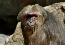 B�renmakak (Macaca arctoides) im Zoologischen Garten Berlin.