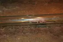 Nacktmull (Heterocephalus glaber) in einer durchsichtigen R�hre. Skansen, 13.12.2008.