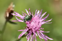 Seidiger Fallk�fer oder Gr�nblauer Fallk�fer (Cryptocephalus sericeus) am 18.7.2010 am Rhein bei Rust.