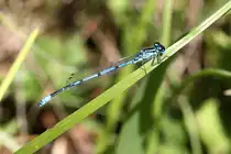 M�nnchen einer Hufeisen-Azurjungfer (Coenagrion puella) am 18.7.2010 am Rhein bei Rust.