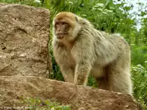 Magot oder Berberaffe (Macaca sylvanus) im Th�ringer Zoopark Erfurt.