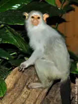 Silber�ffchen (Mico argentatus, fr�her Callithrix argentatus) im Tierpark Berlin.
Die fr�here Gattung Callithrix wurde aufgeteilt in Atlantische Marmosetten (Callithrix) und Amazonas-Marmosetten (Mico). 