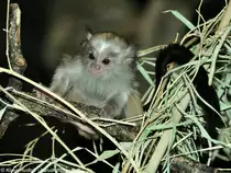 Silber�ffchen (Mico argentatus, fr�her Callithrix argentatus) im Tierpark Berlin. Die fr�here Gattung Callithrix wurde aufgeteilt in Atlantische Marmosetten (Callithrix) und Amazonas-Marmosetten (Mico). 