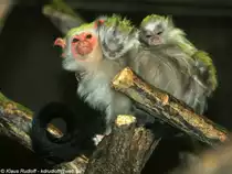 Silber�ffchen (Mico argentatus, fr�her Callithrix argentatus) im Tierpark Berlin. Die fr�here Gattung Callithrix wurde aufgeteilt in Atlantische Marmosetten (Callithrix) und Amazonas-Marmosetten (Mico). 
