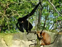 S�dlicher Gelbwangen-Schopfgibbon (Nomascus gabriellae). Paar im Zoologischen Garten Hannover.
