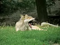 Timperwolf im Wildpark Bad Mergentheim