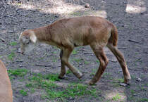 Junges Muffelwild im Hochwildpark Rheinland - 10.05.2015