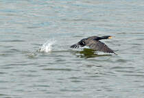 Kormoran beim Start vom Rhein bei Bad Breisig - 02.05.2015