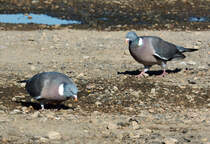 Ringeltauben an einer Pftze in Odendorf - 22.05.2015