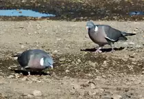 Ringeltauben an einer Pf�tze in Odendorf - 22.05.2015