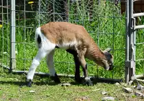 Junge Ziege im Hochwildpark Rheinland bei Kommern - 10.05.2015