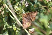 Braune Tageule (Euclidia glyphica) am 18.7.2010 am Rhein bei Rust.