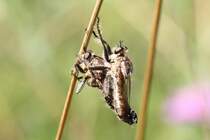Raubfliegen (Machimus [setibarbus]) am 18.7.2010 am Rhein bei Rust sorgen fr Nachwuchs.