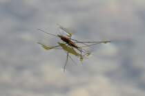 Wasserlufer (Aquarius najas) am 20.7.2010 bei Neuried am Oberrhein.