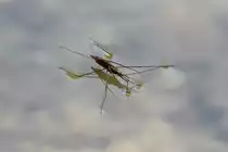 Wasserl�ufer (Aquarius najas) am 20.7.2010 bei Neuried am Oberrhein.