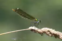 Weibchen einer Geb�nderten Prachtlibelle (Calopteryx splendens) am 20.7.2010 bei Neuried am Oberrhein.