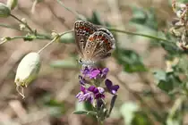 Hauhechel-Bl�uling (Polyommatus icarus)  am 20.7.2010 bei Neuried am Oberrhein.