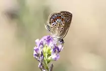 Hauhechel-Bl�uling (Polyommatus icarus) am 20.7.2010 bei Neuried am Oberrhein.