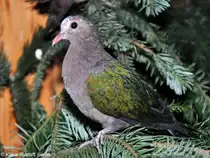 Gr�nfl�geltaube (Chalcophaps indica) auf der Landesvogelschau Recklinghausen (Januar 2014).