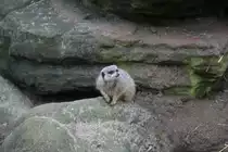 Erdm�nnchen auf Beobachtungsposten. Skansen am 13.12.2008.
