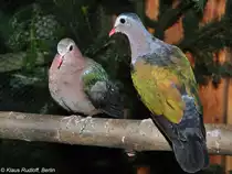 Gr�nfl�geltaube (Chalcophaps indica) auf der Landesvogelschau Recklinghausen (Januar 2014).