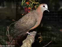 Wei�maskentaube (Columba larvata) auf der Landesvogelschau Recklinghausen (Januar 2014).