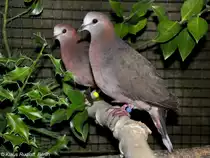 Wei�maskentaube (Columba larvata) auf der Landesvogelschau Recklinghausen (Januar 2014).