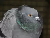 Felsentaube (Columba livia) auf der Landesvogelschau Recklinghausen (Januar 2014).