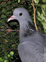 Hohltaube (Columba oenas) auf der Landesvogelschau Recklinghausen (Januar 2014).