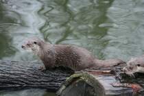 Zwei Fischotter (Lutra lutra) toben auf einem Stamm. Skansen 13.12.2008.
