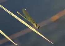 Weibchen einer Geb�nderten Prachtlibelle (Calopteryx splendens) am 20.7.2010 bei Neuried am Oberrhein.