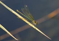 Weibchen einer Gebnderten Prachtlibelle (Calopteryx splendens) am 20.7.2010 bei Neuried am Oberrhein.