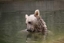 Syrischer Braunbr (Ursus arctos syriacus) am 25.7.2010 im Zoo Heildelberg.