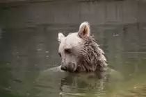 Syrischer Braunb�r (Ursus arctos syriacus) am 25.7.2010 im Zoo Heildelberg.