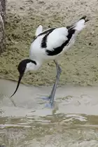 S�belschn�bler (Recurvirostra avosetta) am 25.7.2010 im Zoo Heildelberg.