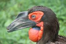 Sdlicher Hornrabe oder auch Kaffernhornrabe (Bucorvus leadbeateri) am 25.7.2010 im Zoo Heildelberg.