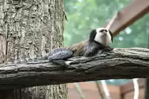 Wei�kopf-B�schelaffe (Callithrix geoffroyi) am 25.7.2010 im Zoo Heildelberg.
